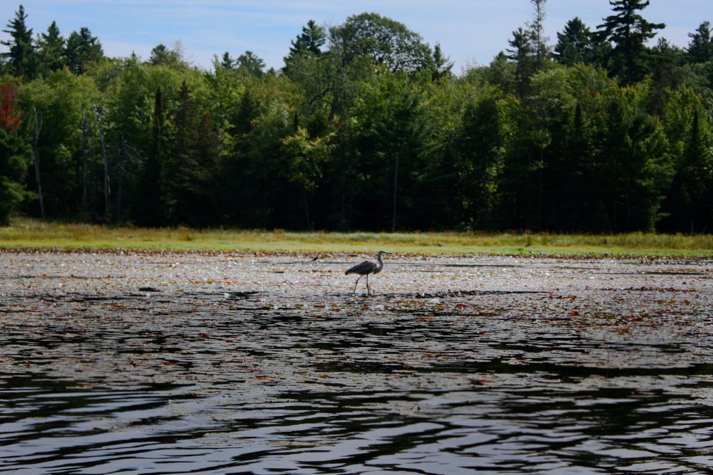 Цапля стоит на болоте в провинциальном парке Килларни.