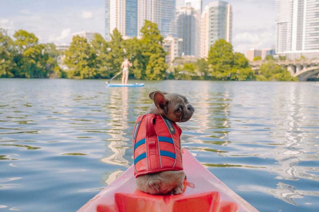 Dog life jacket boat
