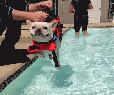 Dog Life Jacket: Keep Your Best Pal As Safe As Possible! 3