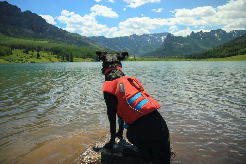 Dog life jacket adventures