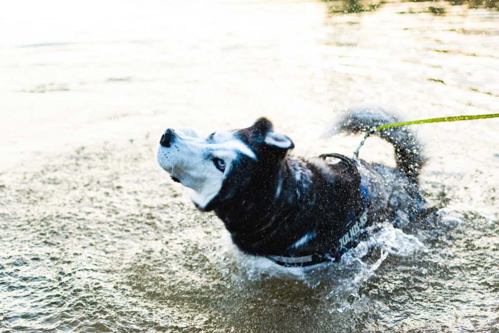 Zwemvest-Hond-Zwemmen