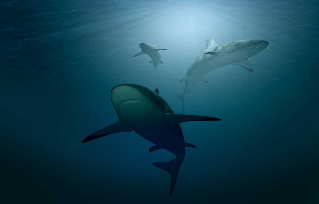 Акулы-подводная камера