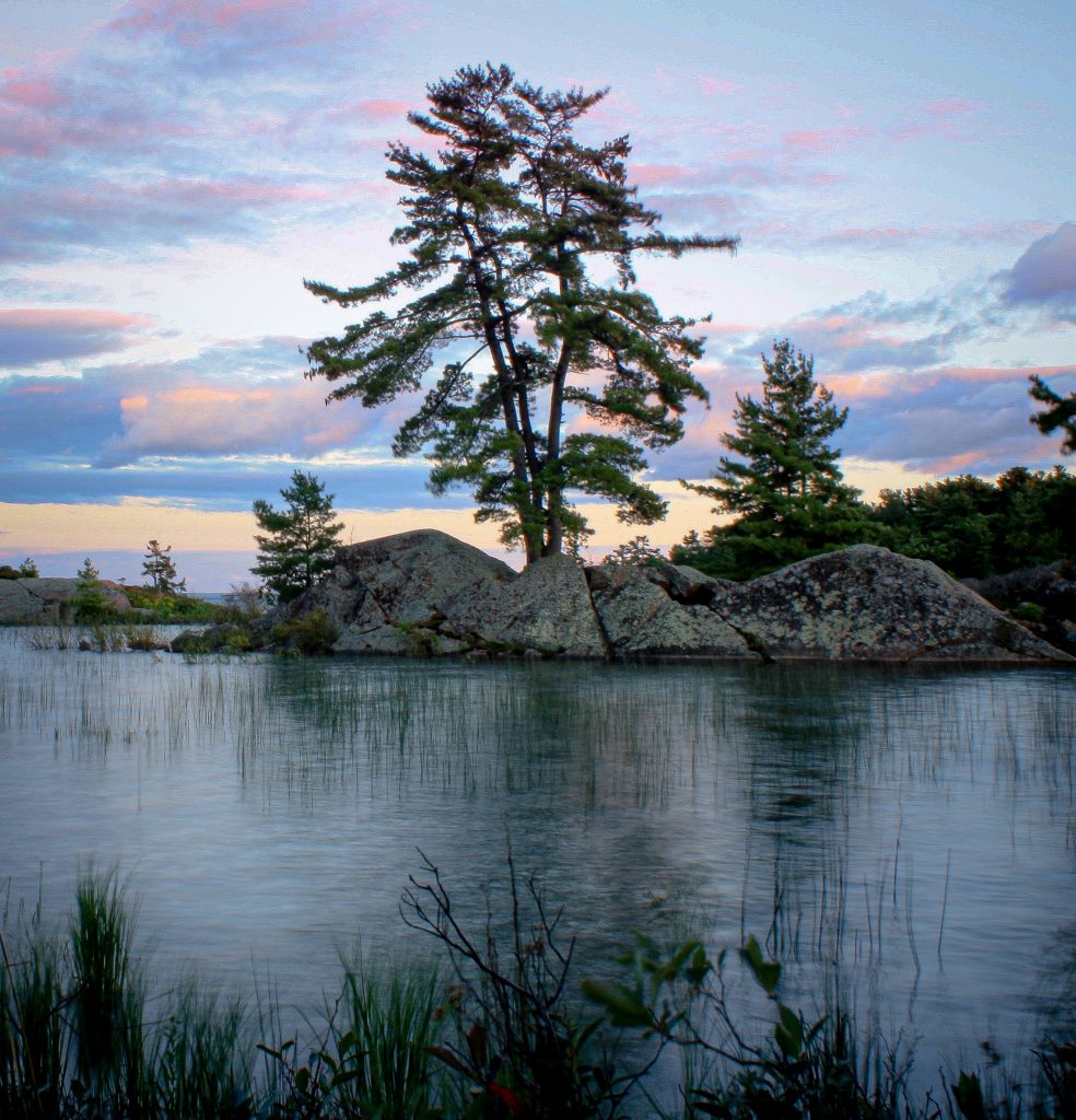 Провинциальный парк Килларни - Сосна на скалах Канадского щита перед закатом