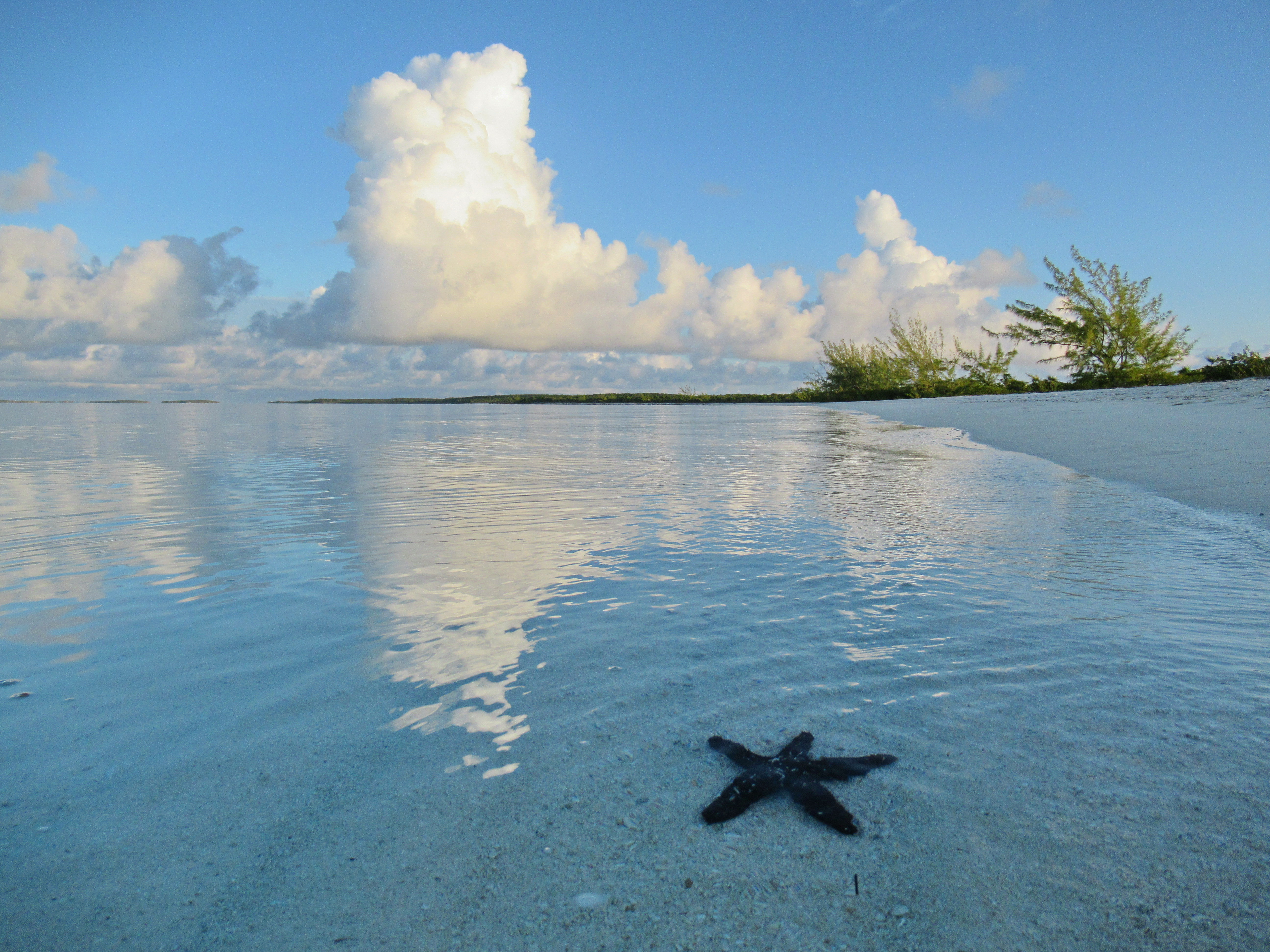 Морская звезда в воде у края берега.