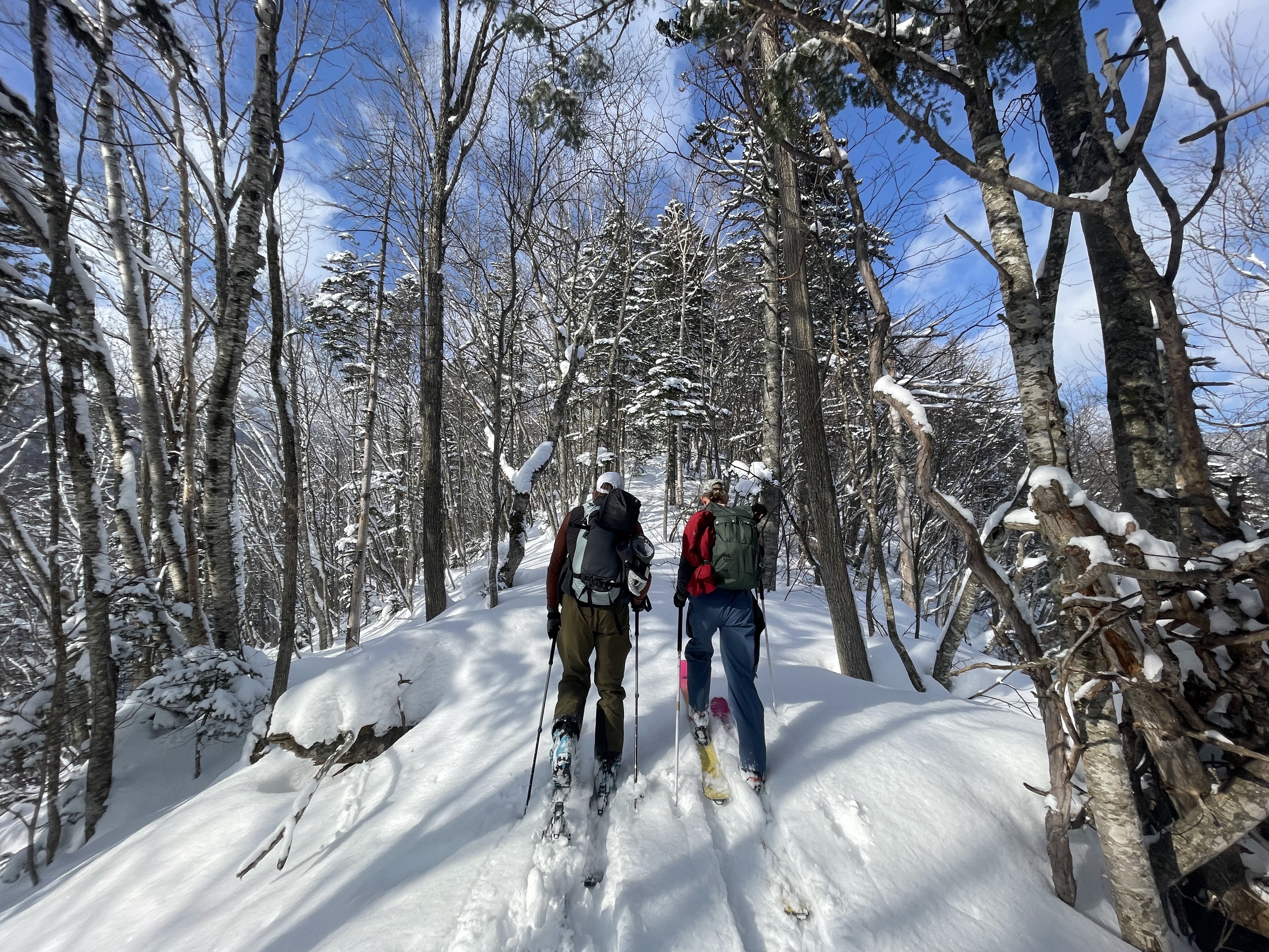 Два лыжника поднимаются в гору через деревья
